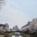 서부체육관 | 인천 계산동 서부간선수로 벚꽃 구경 후기 (with 인천계양체육관)