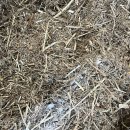 현태농장 | 한우 송아지 육성기의 사양 관리 / 한농대 한우 실습 일지