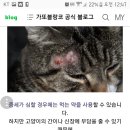 우리 고양이 링웜인거 같아서 오늘 검사받고 아직 결과 안나왔는데 약지어줬거든? 먹여도 되는걸까? 이미지