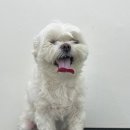 까꼬노라 이미지