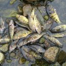 섬진강낚시 이미지