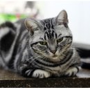 불광동물병원 이미지