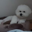 별에서 온 뿌꾸 이미지