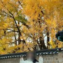 서울 은행나무 명소 [성균관대 명륜당 은행나무] 포토존 + 웨이팅 맛집 나누미떡볶이