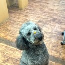 포항애견 이미지