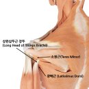 어깨·팔통증이 목디스크 때문일까요? 상완삼두근 Trigger Point 정확한 촉진법!!! 이미지