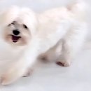 디디애견미용 이미지