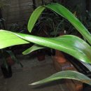 뒤틀어진 잎 교정방법 Skew Leaf 이미지