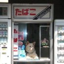 어서오시개 이미지