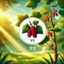 밀양꾸지뽕 영농조합법인 | 꾸지뽕 효능과 추천 제품