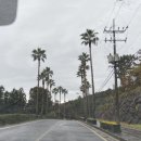 세길농장 | [제주 반짝 여행] day3 (비오는 날 추천 여행지 외돌개, 서귀포시 숙소 산책 코스, 황우지해안...