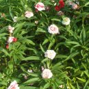 선화양봉 이미지