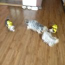 금빛농원 이미지