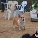 리더스독 이미지