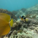 강림약국 | [발리] 세번째 발리, Aryaduta Bali, 블루라군 탄중제푼 스노쿨링, 울루와뚜 Grun uluwatu,KALA, the...