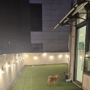 고인걸애견미용샾 | 호매실 애견카페 어디 갈지 고민이라면? 퍼피라떼 다녀온 후기