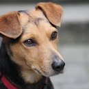 강아지랑나랑 이미지