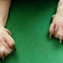 좋은 친구들 동물병원 이미지