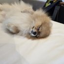 스카이애견 | 인천국제공항 반려견/애견 동반 호텔 &#39;에어 스카이 (Air Sky)&#39; 내돈내산 솔직후기 - 가성비 좋음