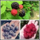 대동농장 이미지