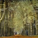 밤나무곡 이미지