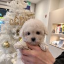 멍벤져스 이미지