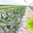 뉴그린농장 이미지