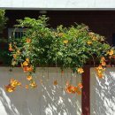 까페능소화 | 옛날 레트로 감성 신상 카페 &#34;콩셉트&#34; 감성 카페 후기 (+부산 능소화 스팟, 블루리본 카페 레이크 커피바)