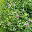 야초목장 이미지