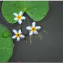 용담광택 이미지