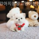 더펫 강아지분양 고양이분양 일산본점 이미지