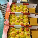 경북의성 반디농원 복숭아(황도)2셋트 판매 이미지