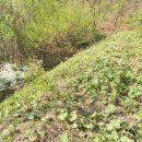 밤톨이 마을 이미지