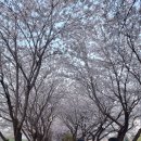 해 질 녘 클래식 산책 | 인천 부평 - 굴포천 벚꽃 비 온 뒤 평일 해질녘 산책 (2025.04.15. 방문 후기)