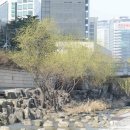 버드나무 이미지