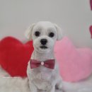 아모르 댕 이미지