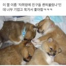 21세기 동물병원 이미지