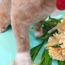 큐티펫살롱 이미지