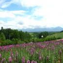 꽃의 천국 일본(日本) 북해도 후라노 팜도미타 이미지