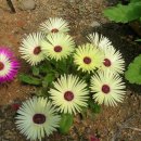 리빙스톤 이미지