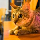 사바나 코쉬카 | 부천 신중동역 고양이 카페, 사바나코쉬카 방문 후기