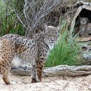 La Fauna de España 이미지