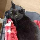 성경완 동물병원 이미지