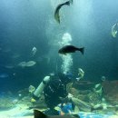 전기차충전소_동화초등학교 맞은편 공영주차장 | 사천 아라마루 아쿠아리움 할인받는 법! 입장권/가격/이용시간/주차/케이블카 연계 코스