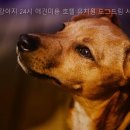 부산애견호텔 24시 강아지유치원 미용 도그드림 서면점 네이버블로그
