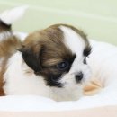 시츄언니 이미지