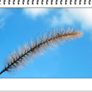 오크벨리 이미지