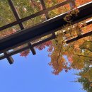 인다락벚꽃길 | 2026 화담숲 벚꽃 개화 시기·예약 꿀팁 | 만개 예상과 봄·가을 솔직 비교, 모노레일 후기