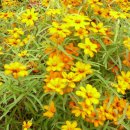 거창-남상-9 이미지