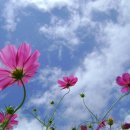 코스모스 이미지